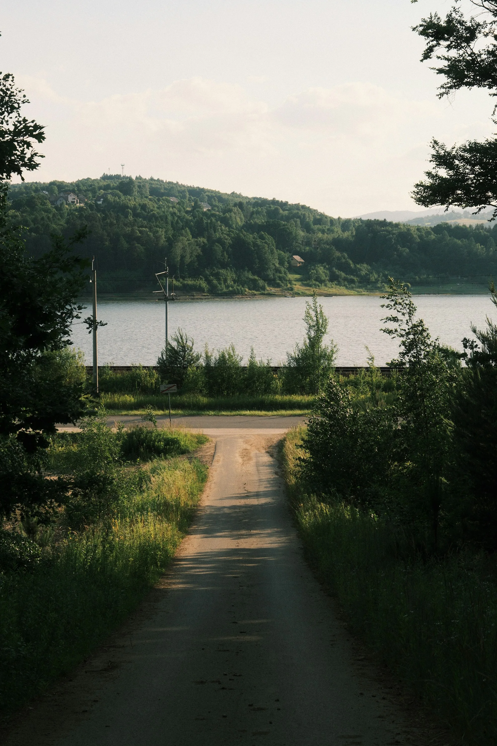 A gravel road through birch trees to a lake