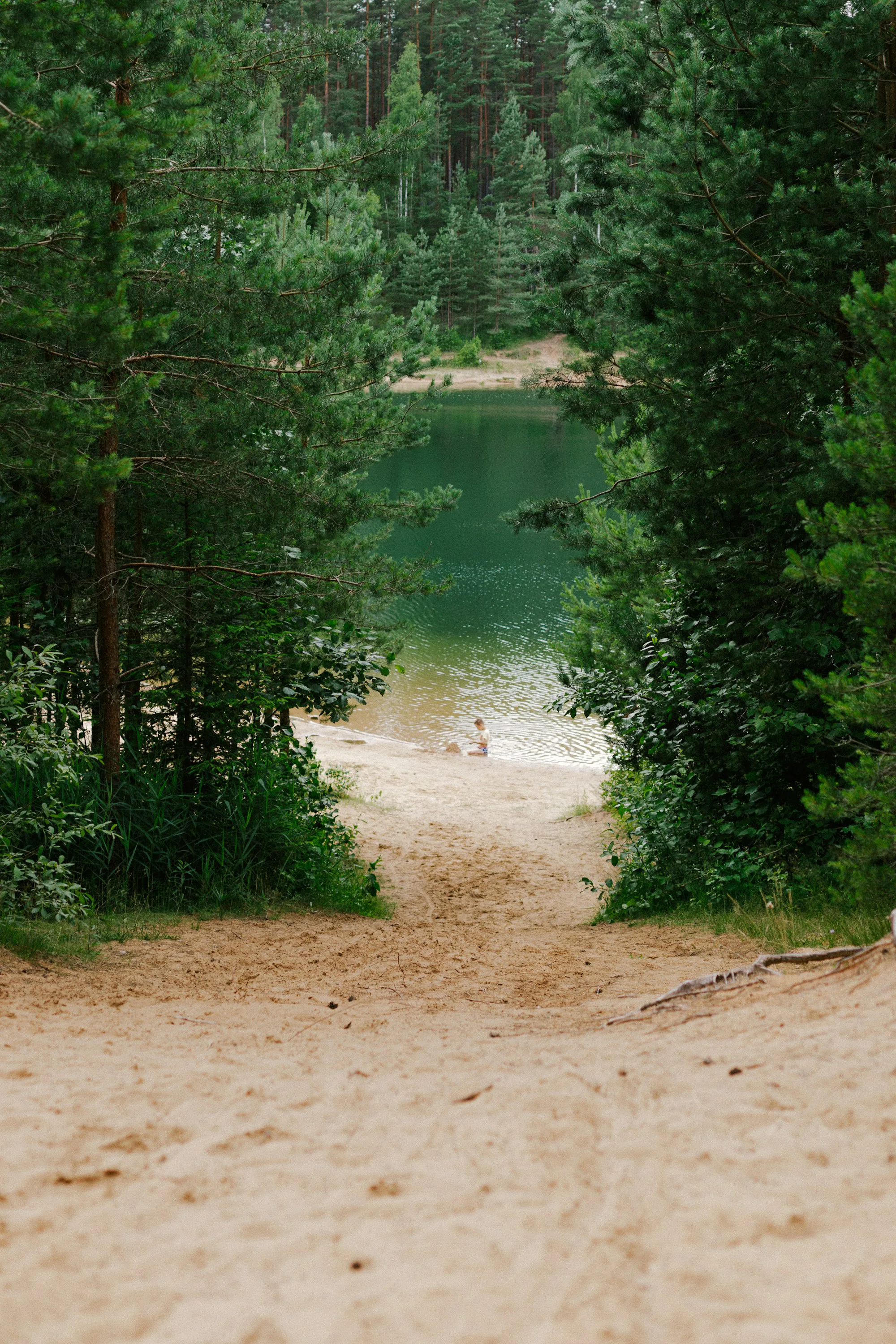 A sandy path through pine forest to a lake shore
