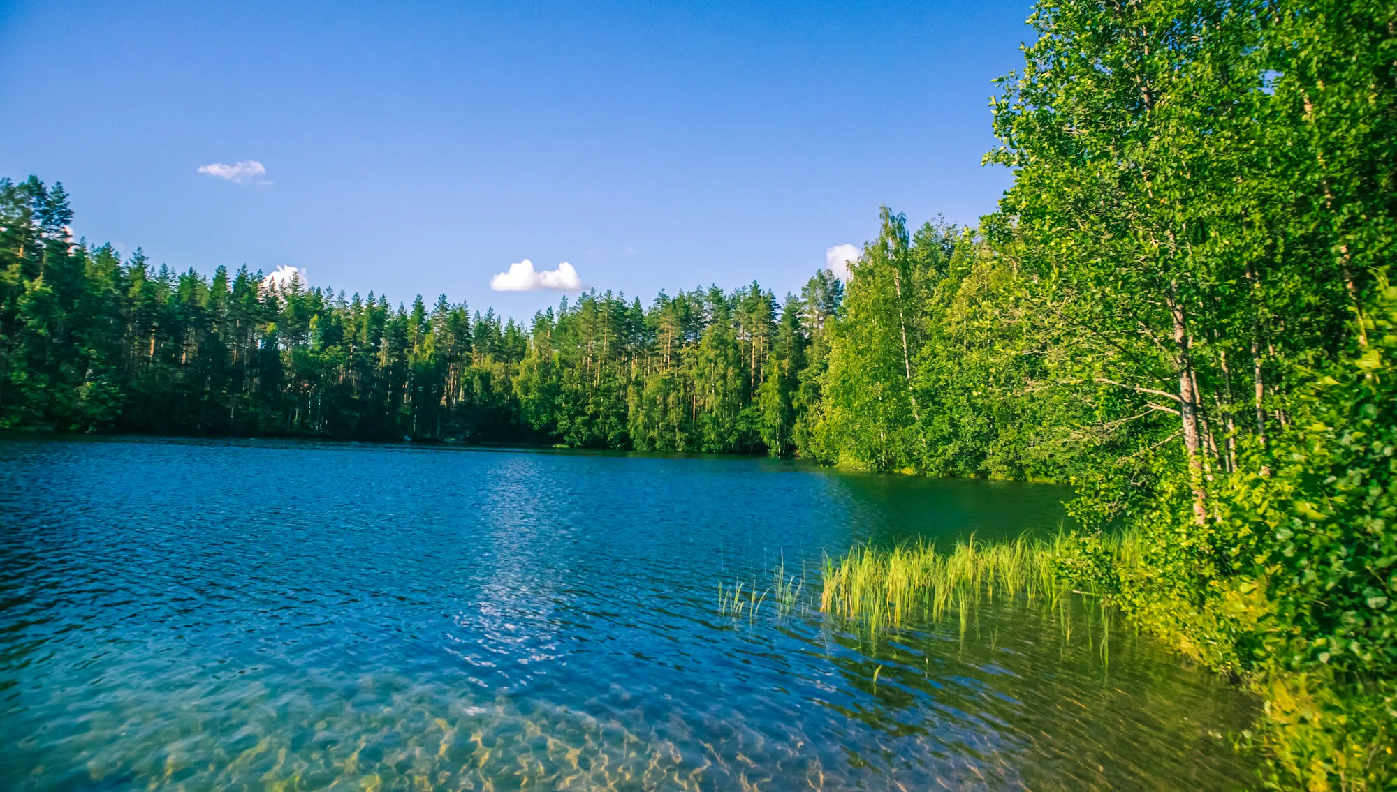 Clear blue lake water edged with reeds and birch trees