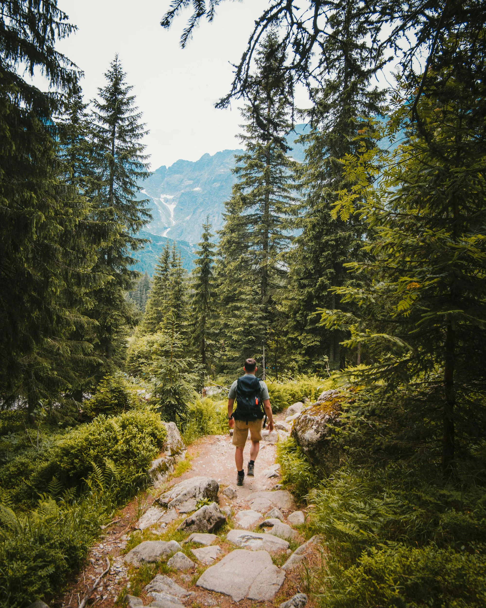 A path through a green forest