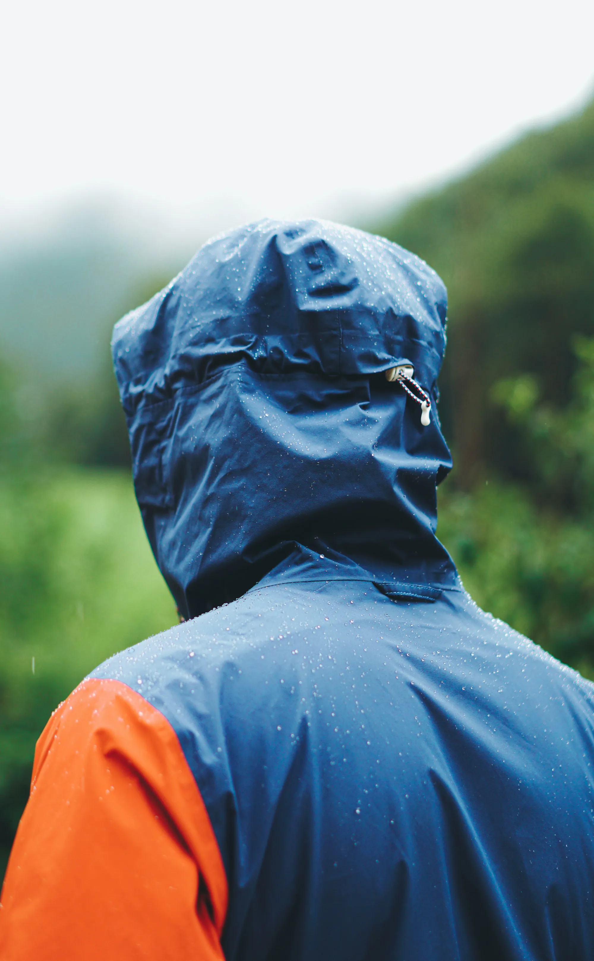 A walker in a blue hooded jacket, seen from behind among green trees