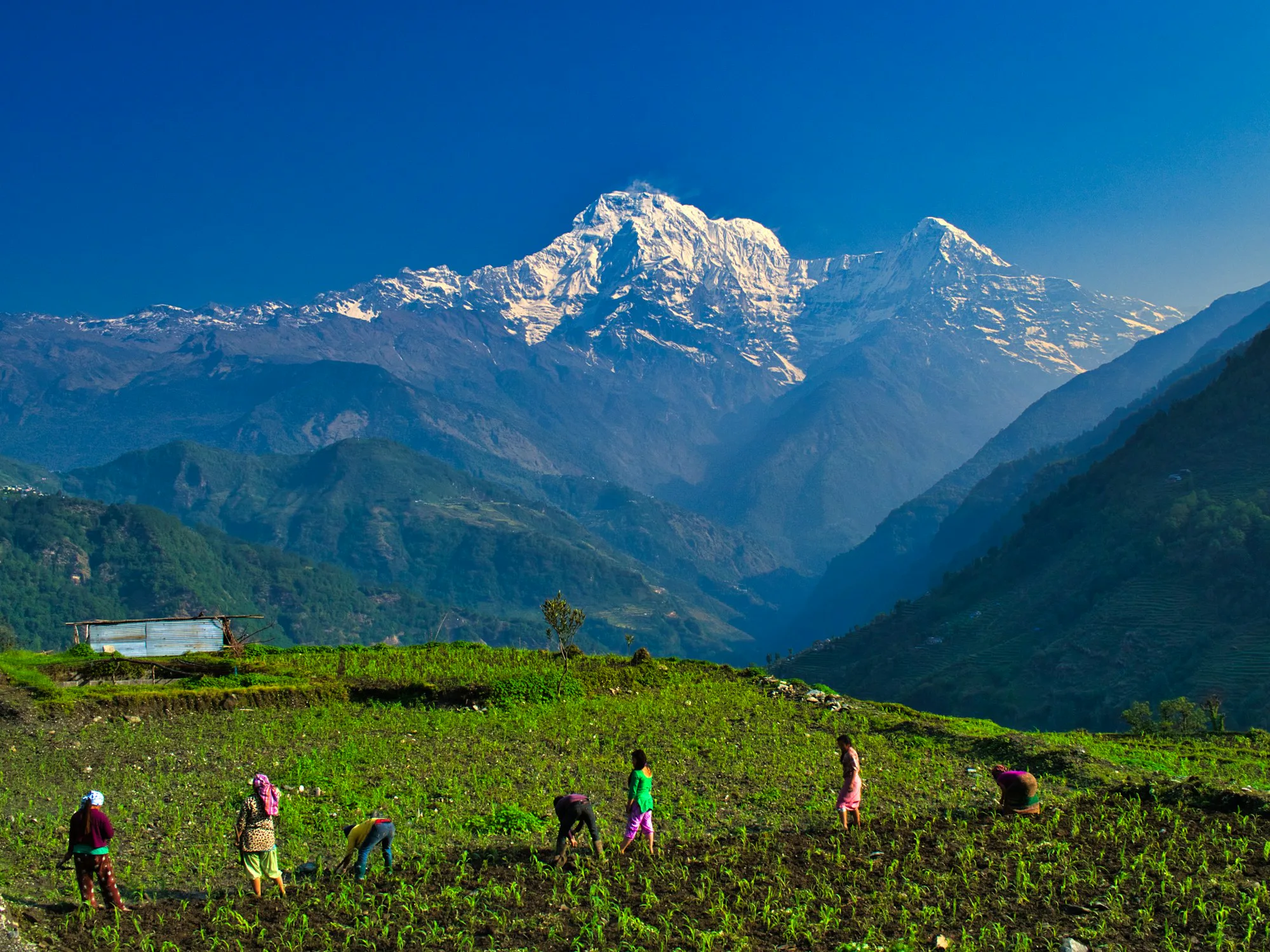 Trekkers crossing a green meadow below Annapurna South
