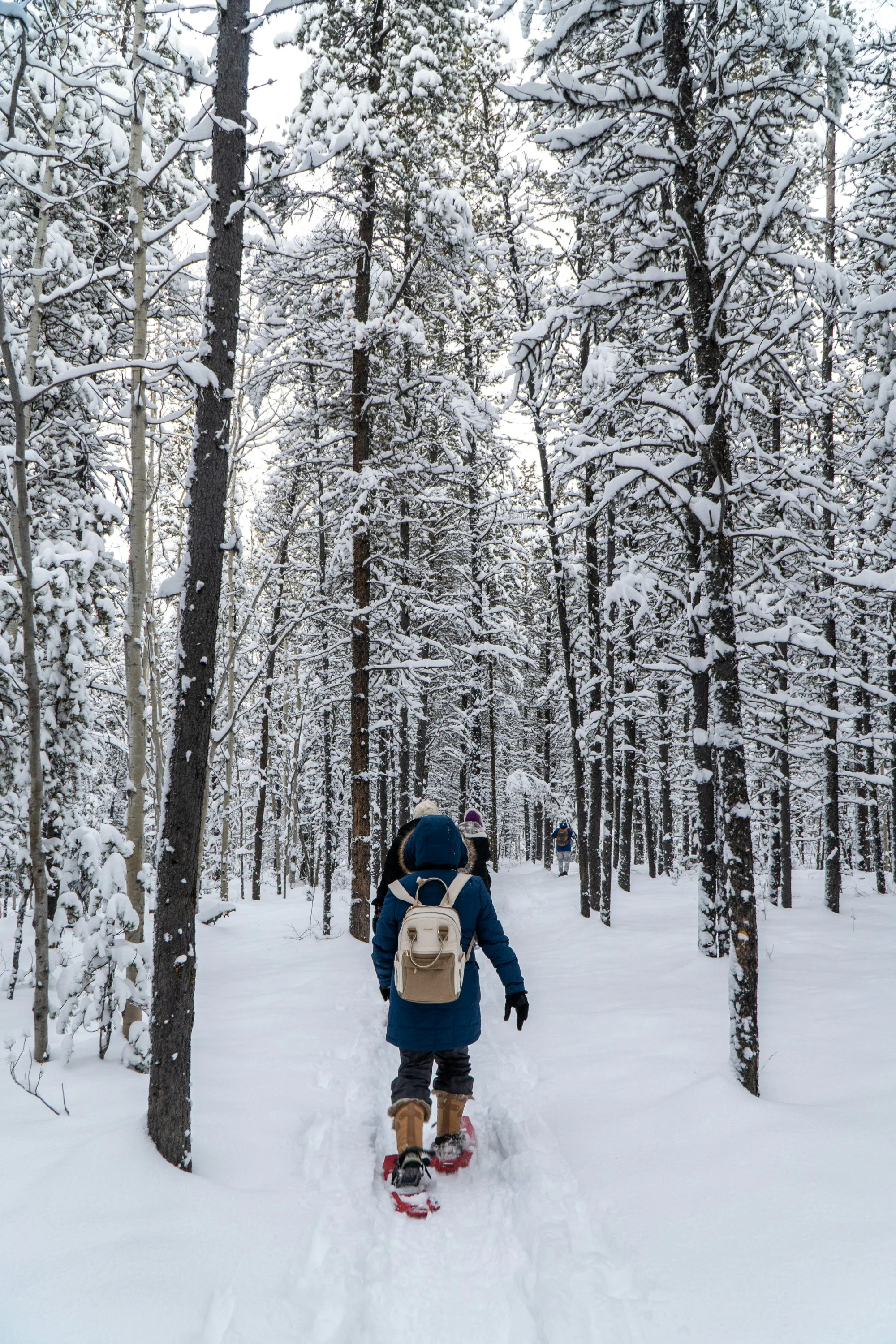 People snowshoeing along a snowy forest trail