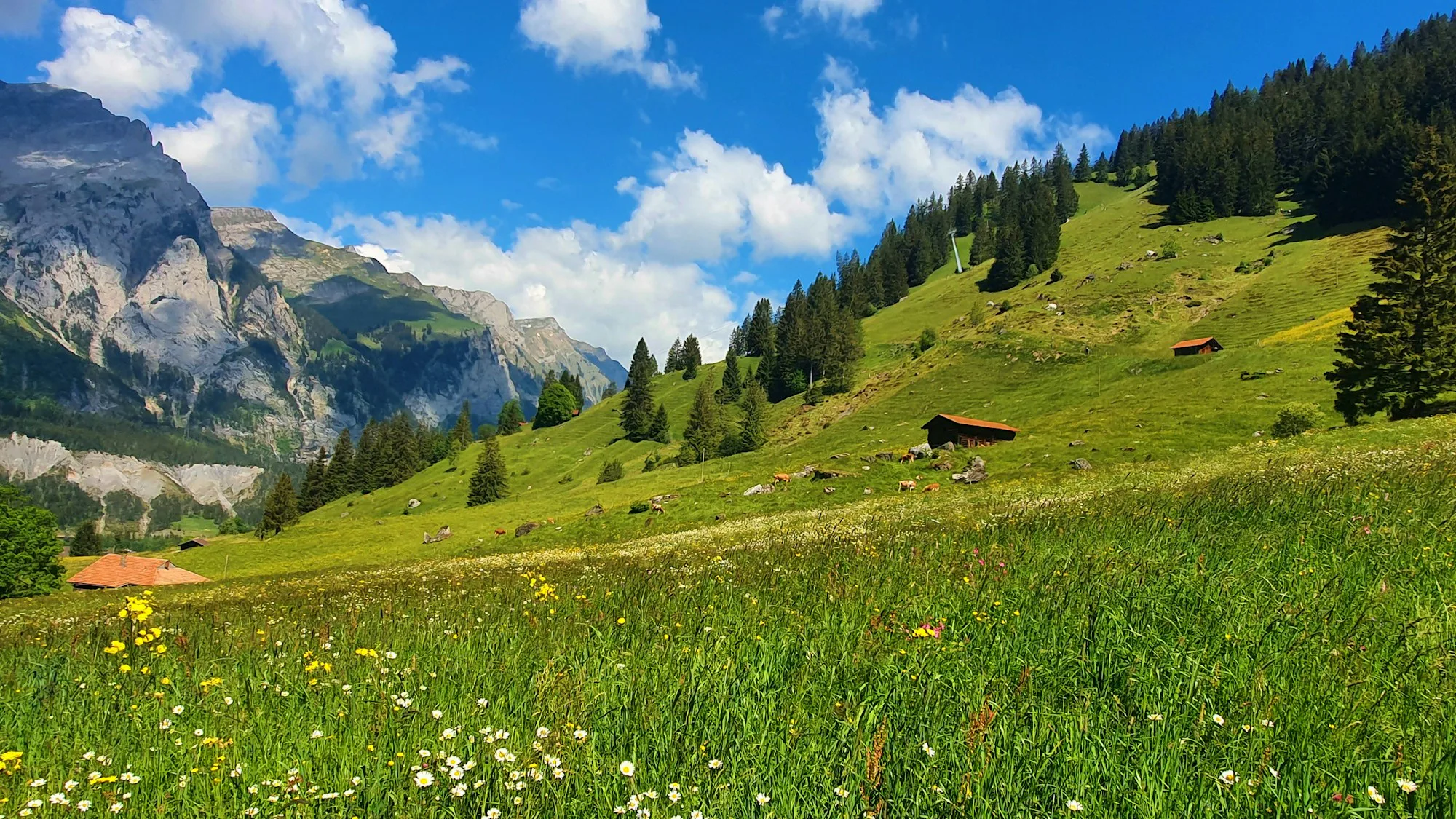 A green meadow scattered with flowers below a mountain