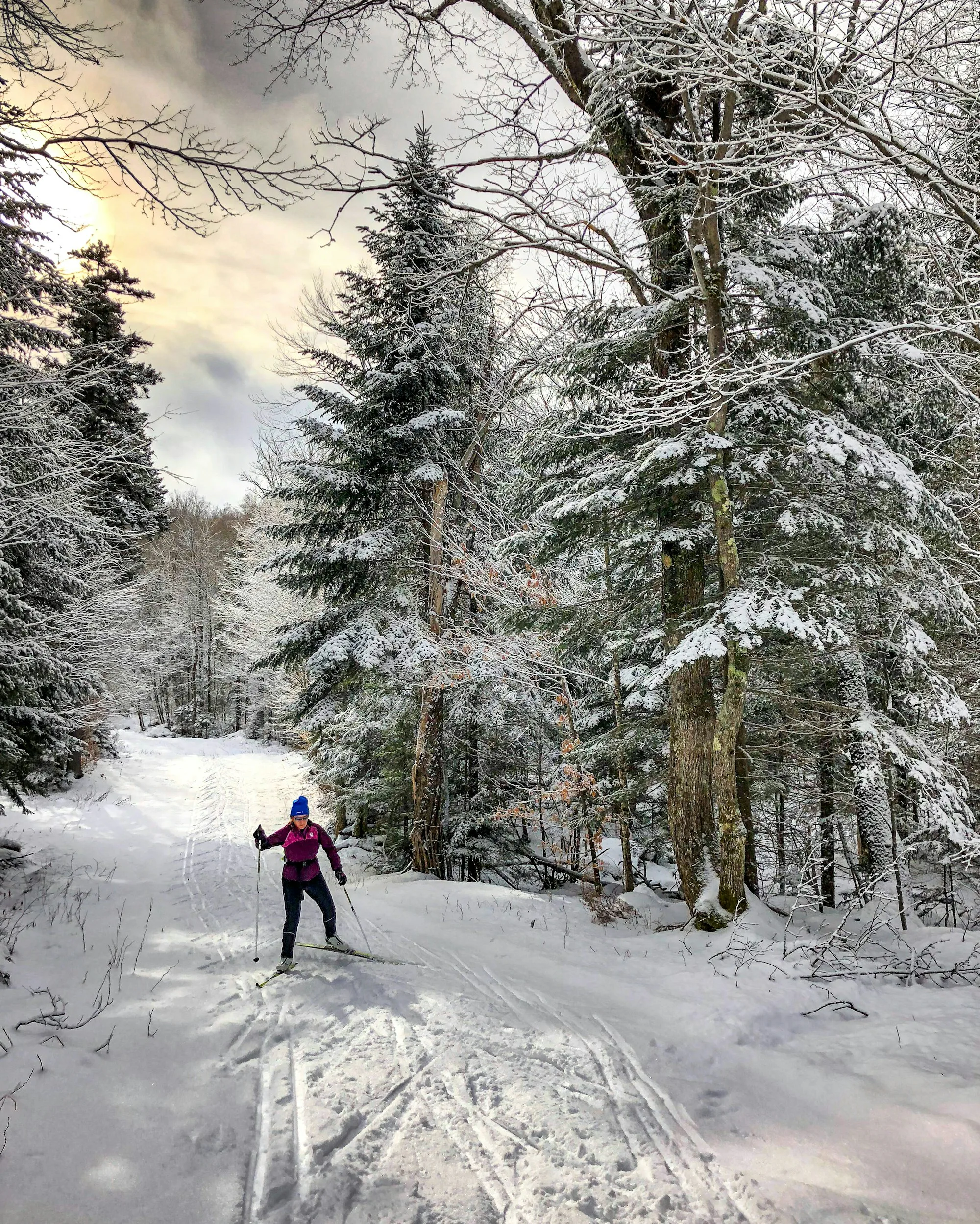 A skier on a snowy forest trail between tall spruce trees